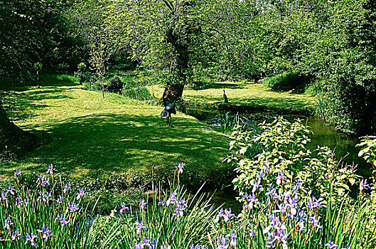 蓝色,鸢尾,旁侧,河,自然,花园