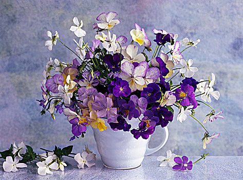 花,堇菜属,紫罗兰,春天,初夏