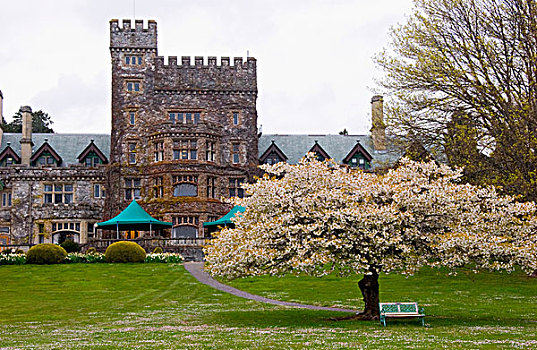 果树,公园长椅,正面,城堡,房子,皇家,道路,大学,维多利亚,加拿大