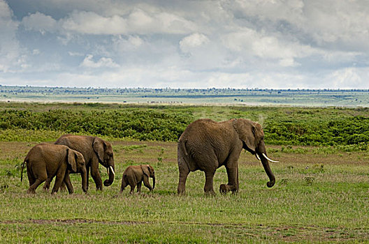 非洲,肯尼亚,安伯塞利国家公园,大象,家族,走,公园
