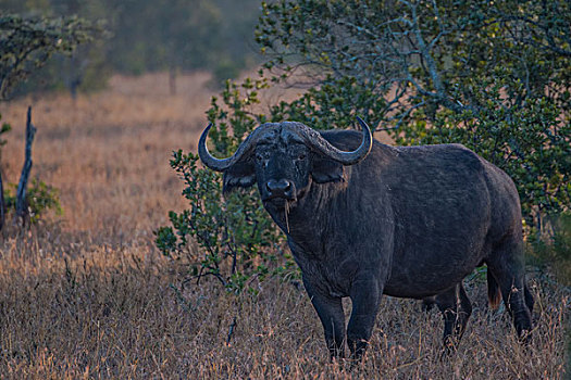 肯尼亚纳库鲁国家公园水牛