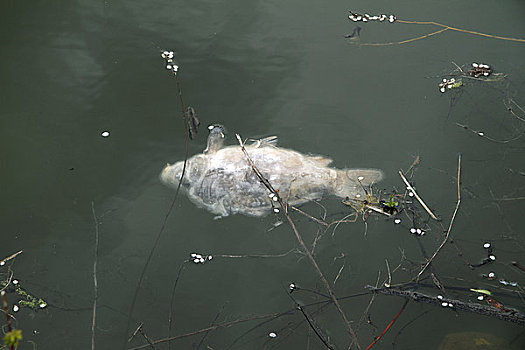 死,鲤鱼,水塘,黑森州,德国