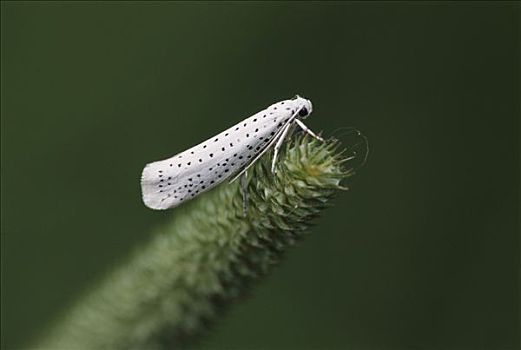 纺锤,蛾子,瑞士