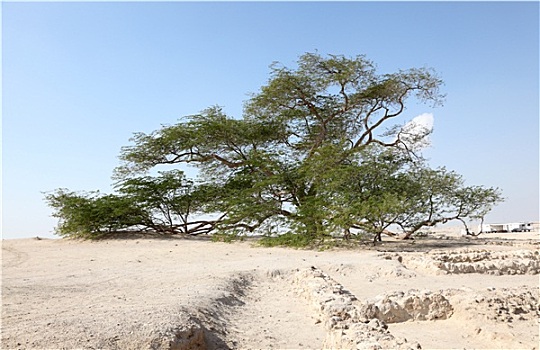 树,生活,沙漠,巴林,中东