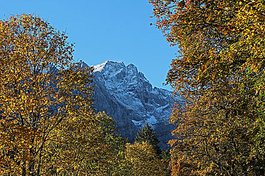楚格峰,秋天,树,上巴伐利亚,巴伐利亚,德国,欧洲