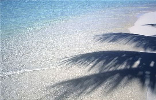 棕榈树,影子,马尔代夫