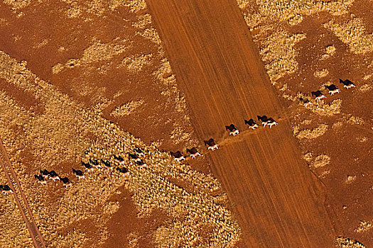 纳米比亚,荒芜,牧群,平原斑马,一个,文件,飞机跑道