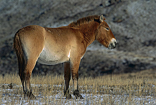 马,自然保护区,蒙古