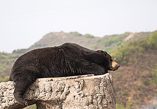 趴着休息的马来熊,熊