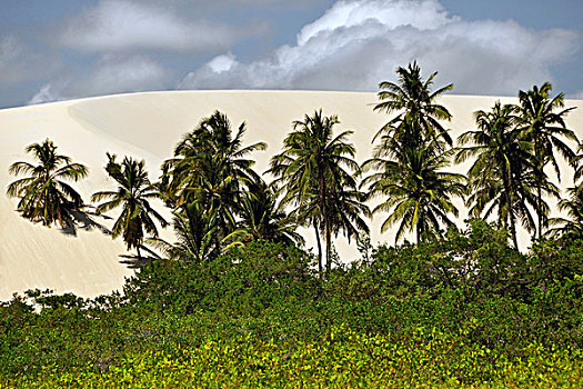 棕榈树,沙丘,海滩,杰里考考拉,巴西,南美