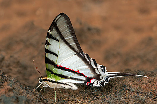 燕尾蝶,自然保护区,区域,秘鲁,南美