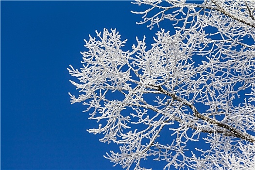 白色,冬日奇景,蓝天,特写,枝条