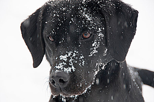 头像,狗,雪,脸