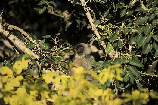 长尾叶猴,印度