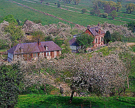 法国,上诺曼底大区,房子,苹果树,开花