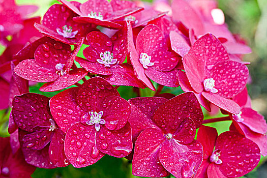特写,湿,红色,八仙花属,花,雨滴