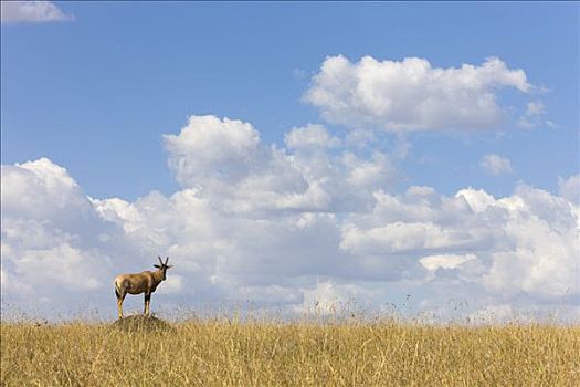 转角牛羚,守卫,站立,蚁丘,马赛马拉国家保护区,肯尼亚