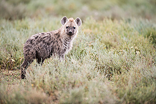 斑鬣狗,低,灌木,靠近,恩戈罗恩戈罗火山口,保护区,坦桑尼亚