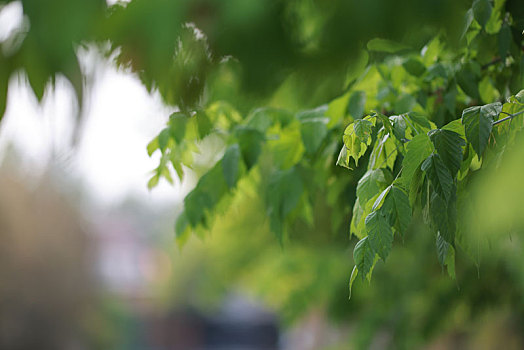 植物