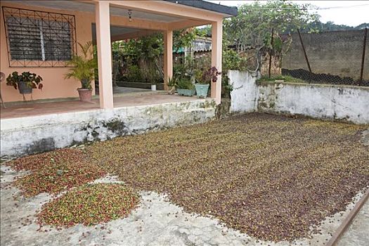 咖啡豆,院落,弄干,苏克雷,委内瑞拉,南美