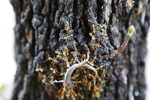 树上的蚂蚁
