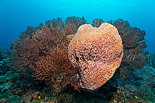 珊瑚礁,巨大,海绵,海洋,小,多巴哥岛,斯佩塞德,特立尼达和多巴哥,小安的列斯群岛,加勒比海