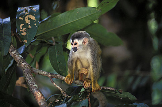 哥斯达黎加,国家公园,雨林,松鼠猴