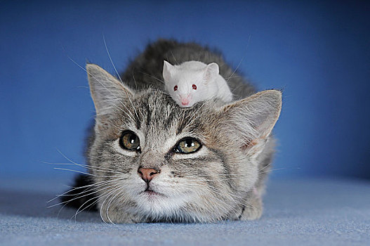 小猫,银,斑猫,白色,老鼠