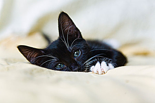 黑色,小猫,休息,床