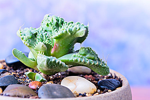 肉质植物