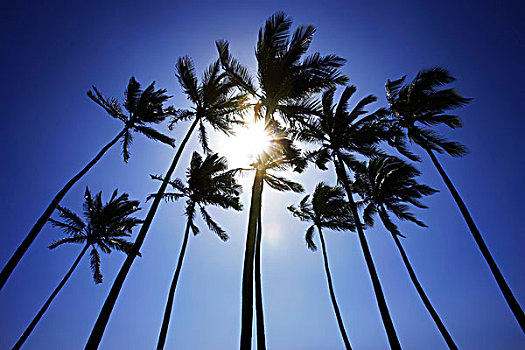 棕榈树,夏威夷,美国