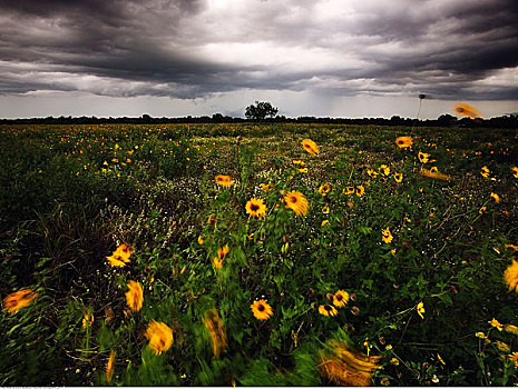 风吹,向日葵,德克萨斯,美国