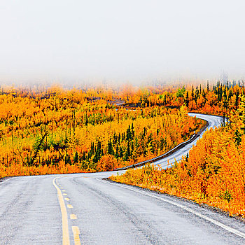 北方,公路,弯曲,秋天,金色,北方针叶林,针叶林带,乡村,低云,遮盖,育空地区,加拿大