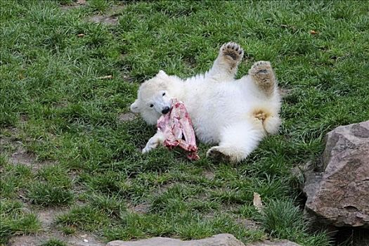 北极熊,幼兽,年轻,雌性,纽伦堡,动物园,德国,欧洲