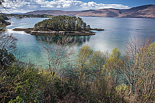 树,小,湖,岛屿,苏格兰