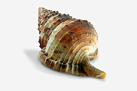 海蜗牛,壳