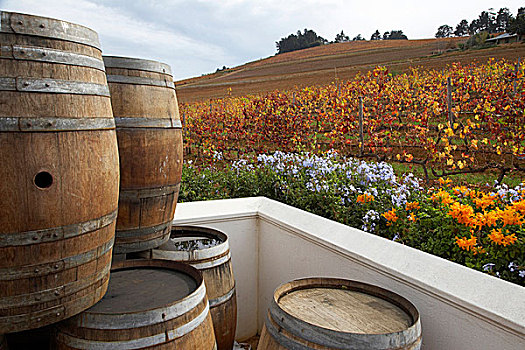 木质,桶,彩色,花,葡萄园,背景,南非