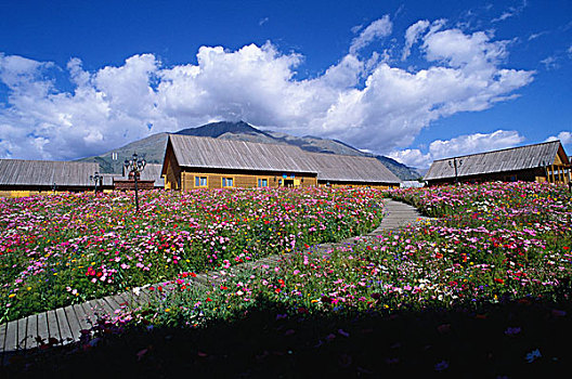 美丽的禾木乡,鲜花与屋舍,新疆阿尔泰布尔津