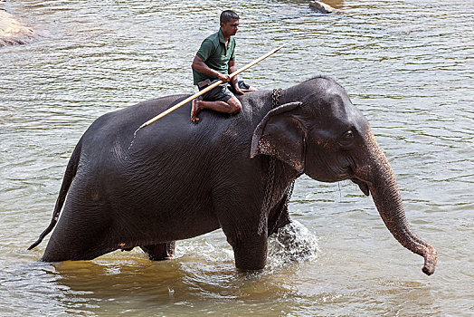 驱象者,亚洲象,象属,河,大象孤儿院,中央省,斯里兰卡,亚洲