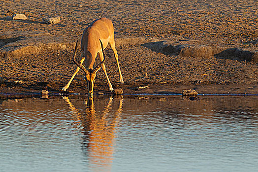 黑脸高角羚,黑斑羚,雄性,喝,水坑,亮光,晚间,埃托沙国家公园,纳米比亚,非洲