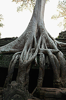 树,遗址,吴哥窟,柬埔寨