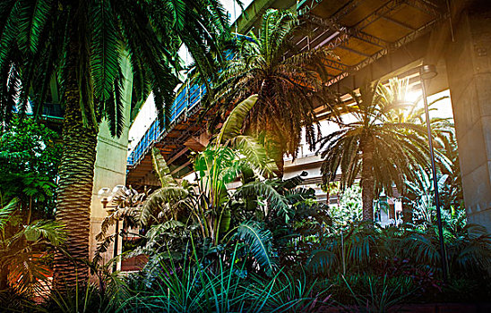 棕榈树,建筑,悉尼