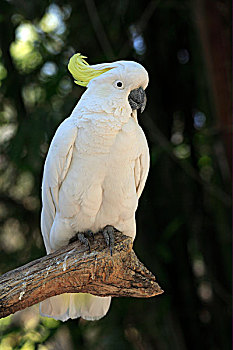 美冠鹦鹉,成年,雄性,栖息,枝条,澳大利亚