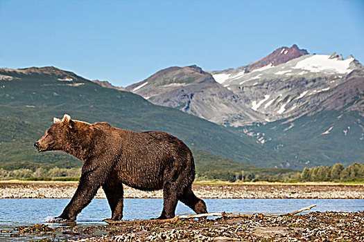 美国,阿拉斯加,卡特麦国家公园,大灰熊,棕熊,走,三文鱼,卵,河流,湾,夏末,早晨