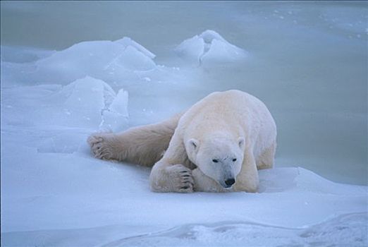 北极熊,躺下,邱吉尔角,曼尼托巴,加拿大,冬季,肖像