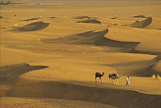 撒哈拉沙漠,男人,走,骆驼,沙子