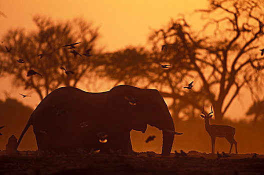 博茨瓦纳,乔贝国家公园,大象,非洲象,喝,水边,洞,黑斑羚,牧群,萨维提,湿地,黎明