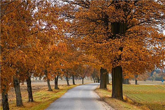 道路,秋天,彩色,树