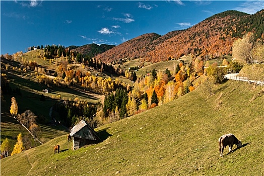 乡村,风景,罗马尼亚