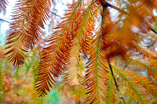 秋季来了落羽松森林里的落羽松叶子变红了